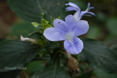 Barleria terminalis